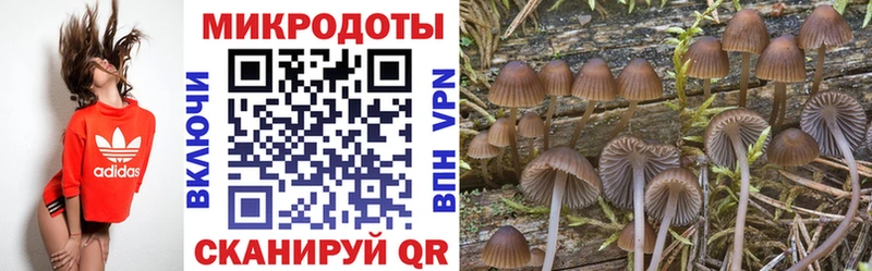 Купить закладки  Шилка  Псилоцибиновые грибы Magic Shrooms 